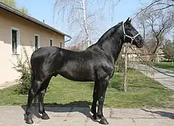 اسب سیاه از گونهٔ نونیوس