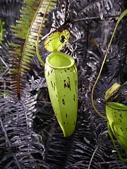 گیاه‌پارچ قمقمه‌ای × گیاه‌پارچ قلمی