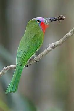 زنبورخوار ریش‌قرمز (Nyctyornis amictus)