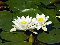 نیلوفر آبی سفید