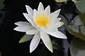 Nymphaea in Japan