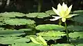 نیلوفر آبی موزی