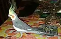 Male Cockatiel