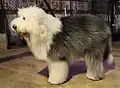 یک سگ گوسفند انگلیسی کهن