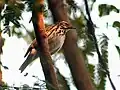 در کلکته، هند.