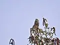 در حال خواندن. کلکته، هند