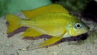 Ectodini