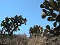 Nopal در northwestern Zacatecas.