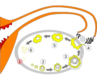 Order_of_changes_in_ovary