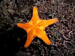 Valvaster striatus