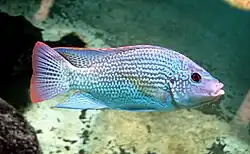 Tilapiini: Oreochromis tanganicae