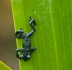 Roraima black frog - Oreophrynella quelchii