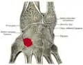 مقطع عرضی مچ دست (انگشت شست در سمت چپ). استخوان نیمه‌چهارپهلو با رنگ قرمز نشان داده شده است (با برچسب "Lesser Multang").