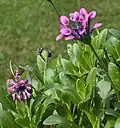 Pink Whirls"—close-up