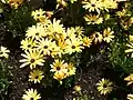 Osteospermum×Dimorphotheca "Lemon Symphony" (an annual رقم (کشاورزی))