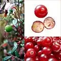 مقایسهٔ میوهٔ نرسیده و میوهٔ رسیده