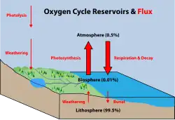 Diagram of the oxygen cycle