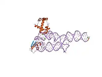 S-domain از اس‌آرپی انسان