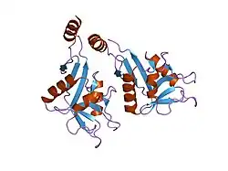 1xar: ساختار کریستالی یک قطعه از DC-SIGNR (شامل حوزه تشخیص کربوهیدرات و دو تکرار از گردن).