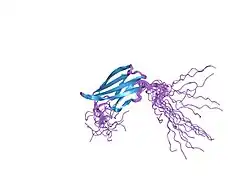 2cuh: ساختار راهحل برای دومِـین سی و یکمین فیبرونکتین نوع ۳ در تناسین-ایکس انسان