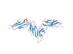 2gi7: ساختار کریستالی گلیکوپروتئین ۶ انسان (GPVI)