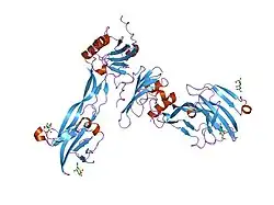 2goo: ترکیب ثالثیهٔ BMP-2 در اتصال به BMPR-Ia-ECD و ActRII-ECD