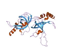 2i46: ساختار کریستالی TPP1 انسان