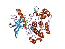 2oj9: ساختار دومِـین IGF-1R کیناز در ترکیب با یک بازدارندهٔ بنزیمیدازول
