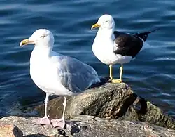 کاکایی شاه‌ماهی ( Larus argentatus ) (جلو) و کاکایی پشت‌سیاه کوچک ( Larus fuscus ) (پشت) در نروژ: دو فنوتیپ با تفاوت‌های واضح
