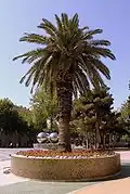 درخت نخل - پراستفاده‌ترین درخت در دکوراسیون باکو