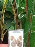 (Caligo Memnon)