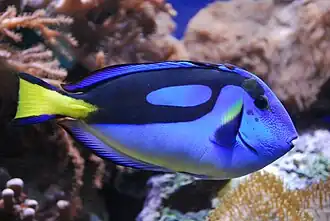 جراح‌ماهی آبی