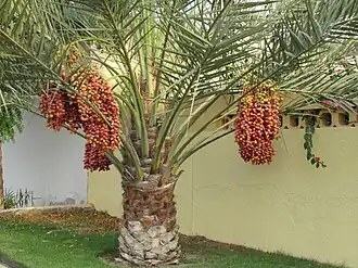 درخت نخل خرما که مصریان باستان هم به عنوان غذا و هم برای تهیه شراب از آن استفاده می‌کردند. مصریان یادگرفته بودند که درختان را با دست گرده افشانی کنند