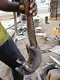 پانگولین در کامرون