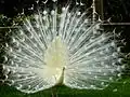 طاووس هندی دارای سفیدگرایی (Pavo cristatus)