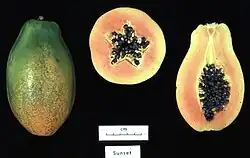 Carica papaya, cultivar 'Sunset'