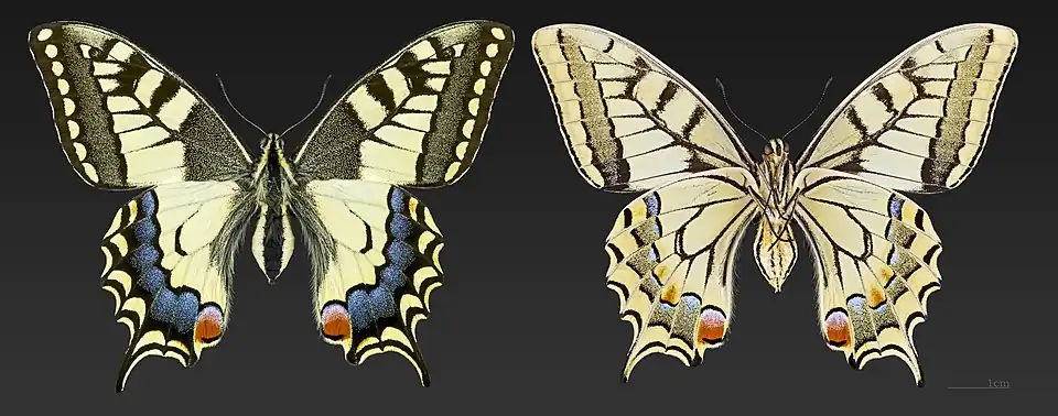 هردو سو، جنس نر ( موزهٔ تولوز فرانسه )