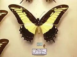 جنس نر معمولی ملکه دم‌چلچله‌ای
