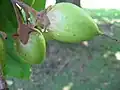 میوه
