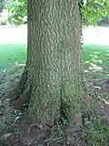 تنه