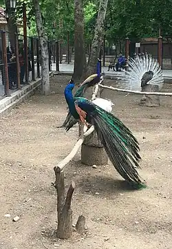 طاووس با پرهای جمع‌شده