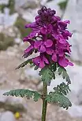 گل‌آذین برگک‌دار Pedicularis verticillata