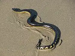 مار دریایی شکم‌زرد (Hydrophis platurus) در ساحل کاستاریکا