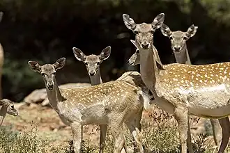 گوزن زرد ایرانی