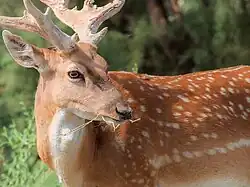 گوزن زرد ایرانی در پارک ملی کرخه