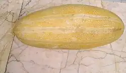 Cantaloupe cross-section