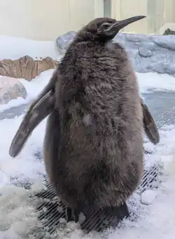 Pesto, a king penguin chick with brown fluffy feathers, standing in a snowy enclosure