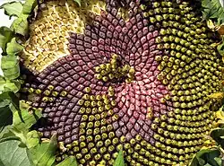 مارپیچ فرما: سر دانه آفتابگردان Helianthus annuus