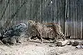 A یوزپلنگ in his enclosure.