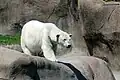 خرس قطبی inside her enclosure.